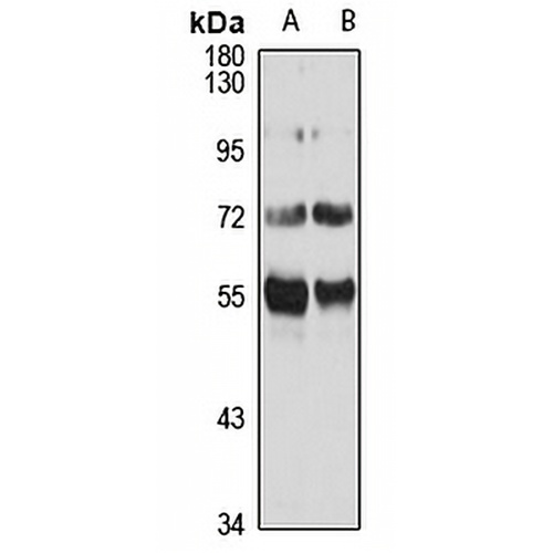 BTEB2 Rabbit Polyclonal Antibody