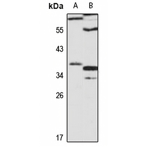 KLF7 Rabbit Polyclonal Antibody