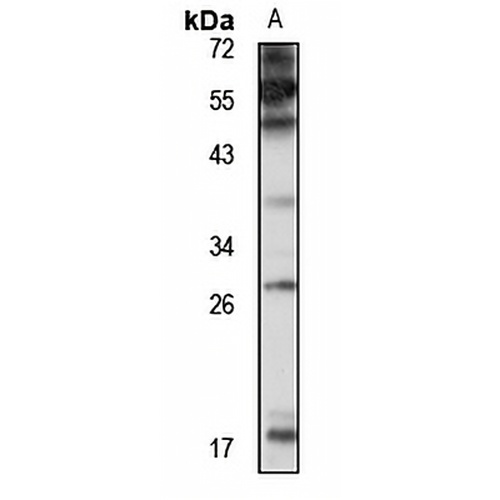Kallikrein 12 Rabbit Polyclonal Antibody