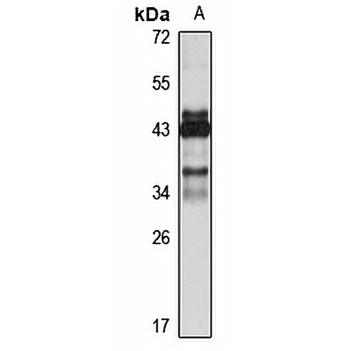 Kallikrein 5 Rabbit Polyclonal Antibody