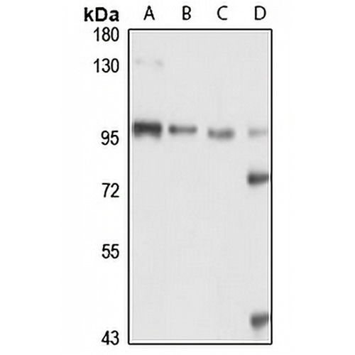 Karyopherin beta-1 Rabbit Polyclonal Antibody