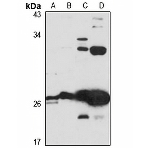 KRBOX4 Rabbit Polyclonal Antibody