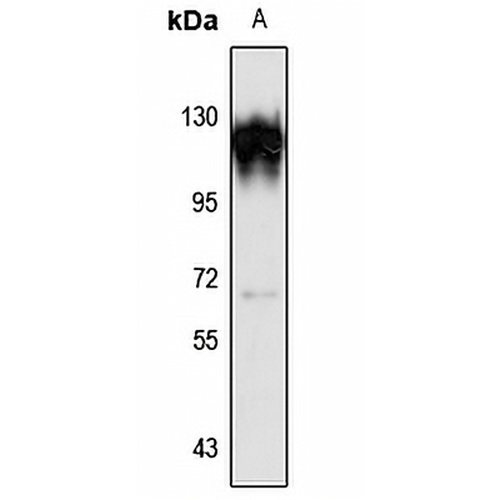 KRI1 Rabbit Polyclonal Antibody