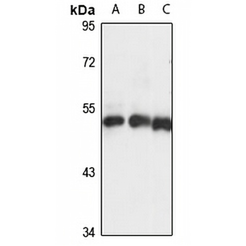 KRR1 Rabbit Polyclonal Antibody