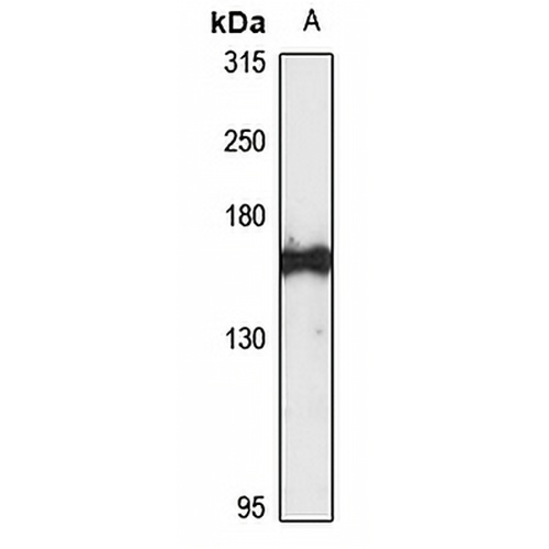 La-Related Protein 1 Rabbit Polyclonal Antibody