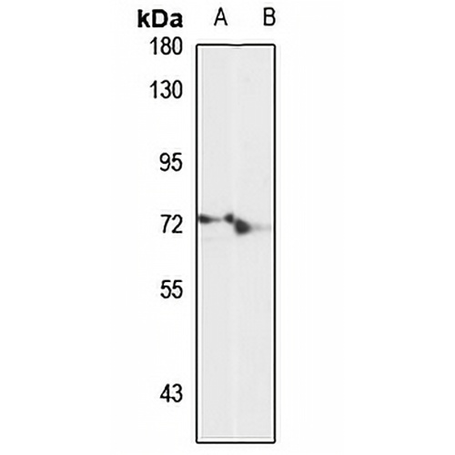 LARP7 Rabbit Polyclonal Antibody