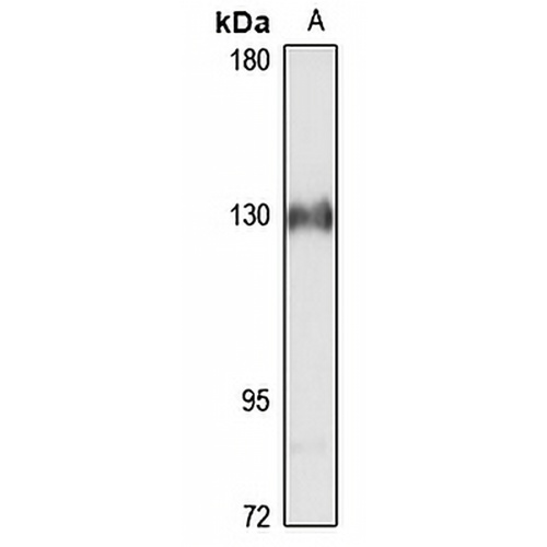 LARS Rabbit Polyclonal Antibody