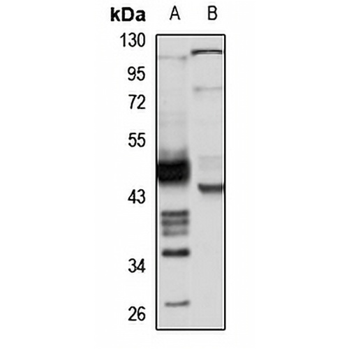 CLIM-1 Rabbit Polyclonal Antibody