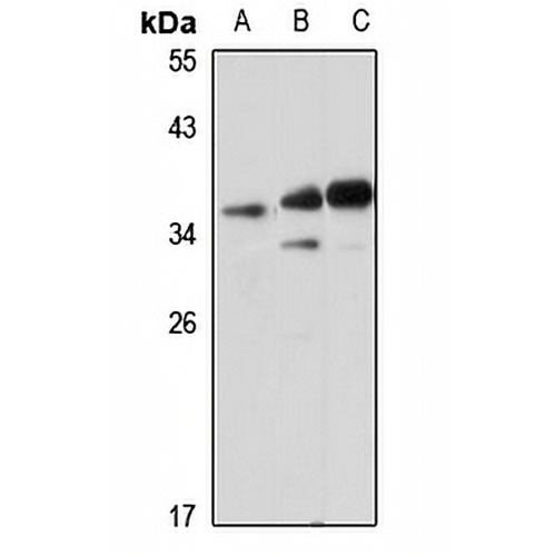 LDHC Rabbit Polyclonal Antibody