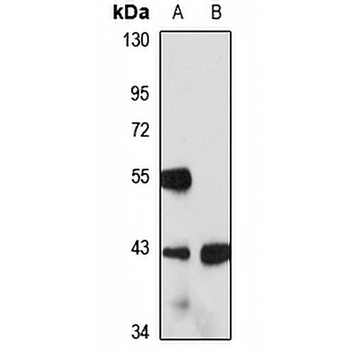 TCF1 alpha Rabbit Polyclonal Antibody
