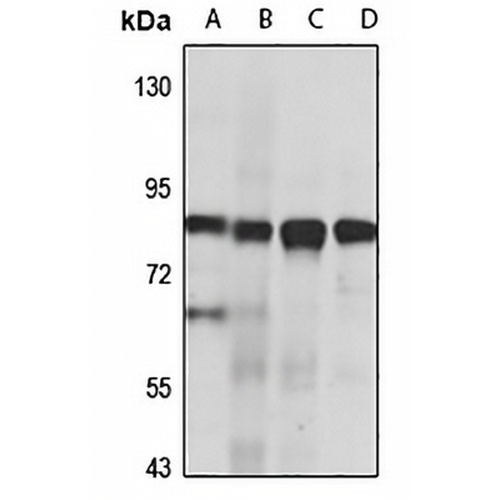 LENG8 Rabbit Polyclonal Antibody