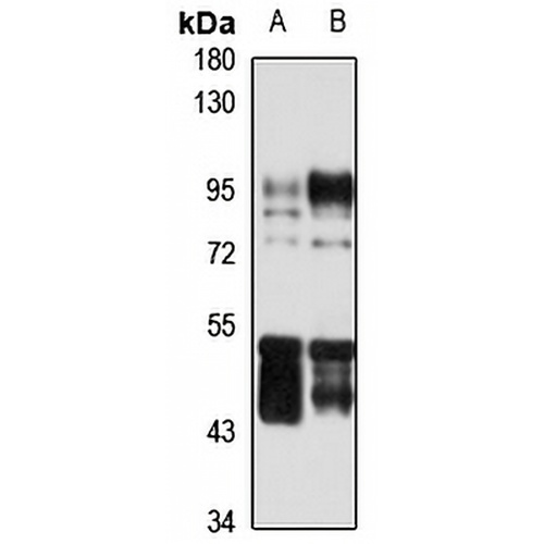 Gros1 Rabbit Polyclonal Antibody