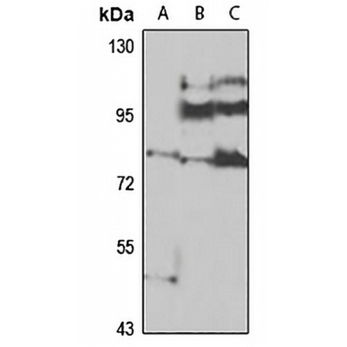 LEPREL2 Rabbit Polyclonal Antibody