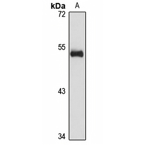 NOL55 Rabbit Polyclonal Antibody