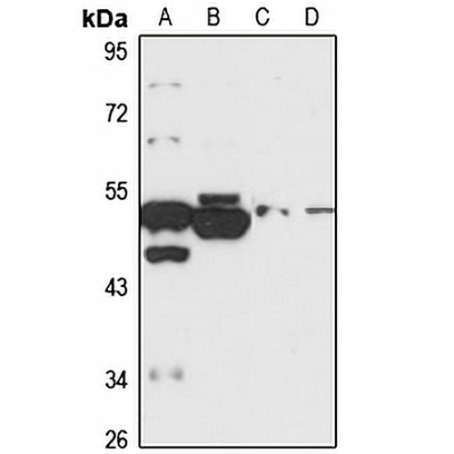LETM2 Rabbit Polyclonal Antibody