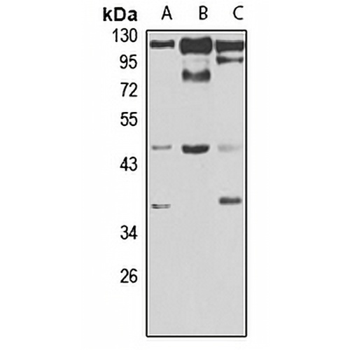 Lunatic Fringe Rabbit Polyclonal Antibody