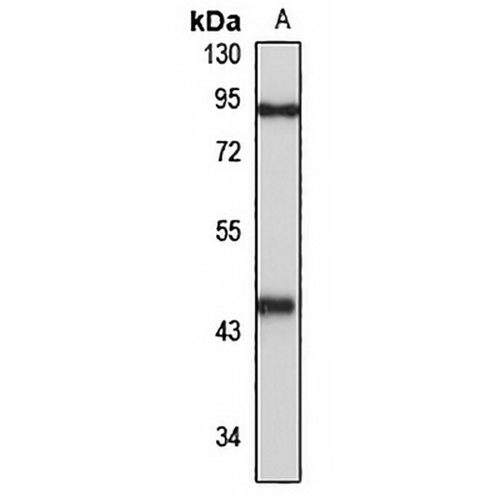 LHX2 Rabbit Polyclonal Antibody
