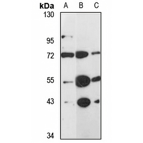 LHX3 Rabbit Polyclonal Antibody