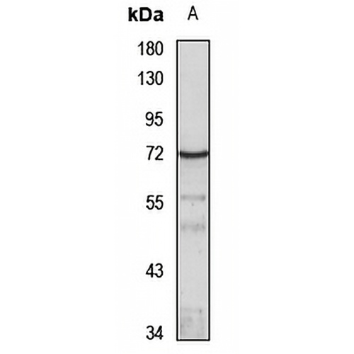 CD85a Rabbit Polyclonal Antibody