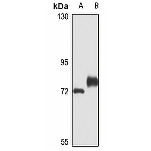 Limd1 Rabbit Polyclonal Antibody