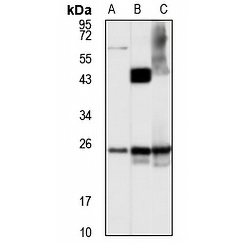Veli-3 Rabbit Polyclonal Antibody