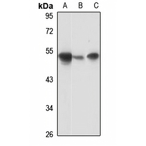 LIPH Rabbit Polyclonal Antibody