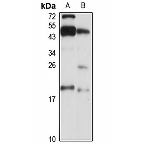 LLPH Rabbit Polyclonal Antibody