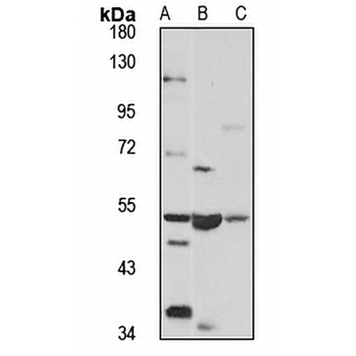LMBRD1 Rabbit Polyclonal Antibody