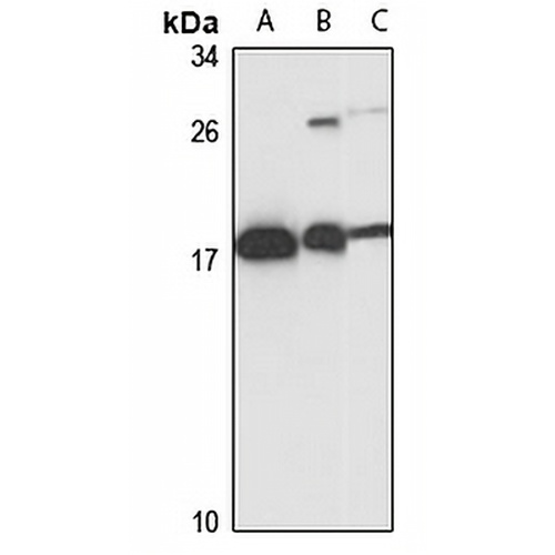 LMO2 Rabbit Polyclonal Antibody