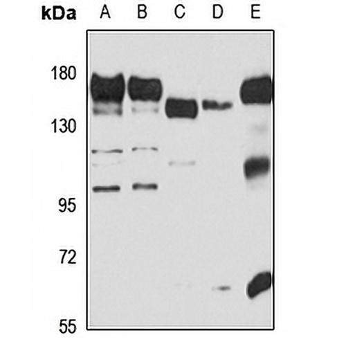 P-LAP Rabbit Polyclonal Antibody
