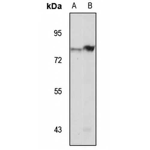 LNX2 Rabbit Polyclonal Antibody