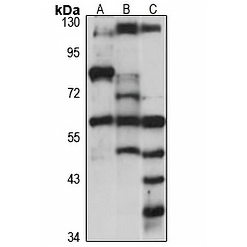 LONRF1 Rabbit Polyclonal Antibody