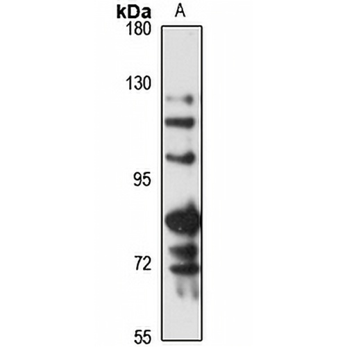 LOXL4 Rabbit Polyclonal Antibody