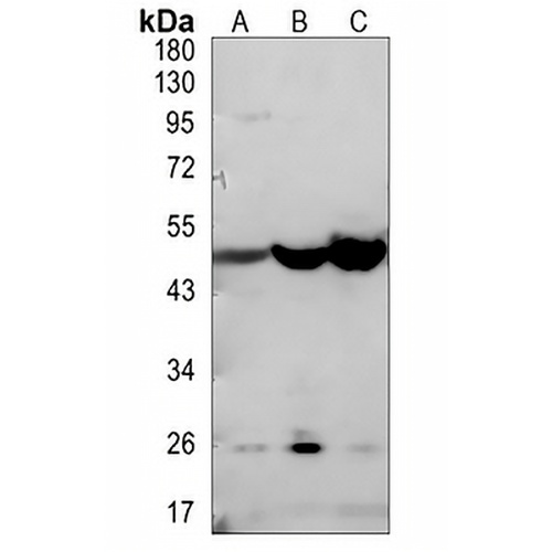 EDG4 Rabbit Polyclonal Antibody