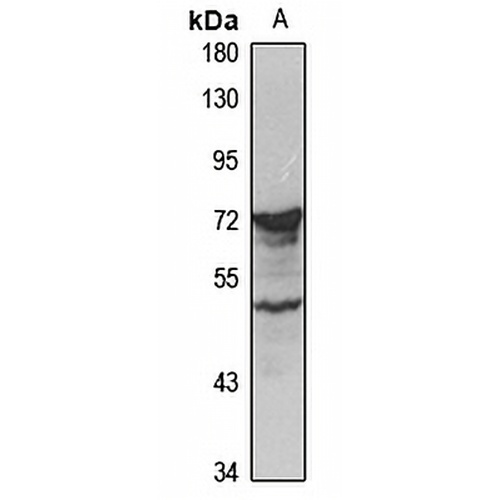LPO Rabbit Polyclonal Antibody
