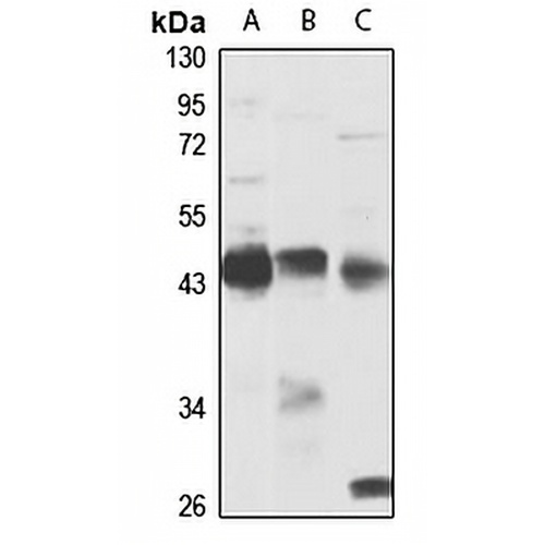 Leupaxin Rabbit Polyclonal Antibody