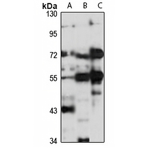 LRFN3 Rabbit Polyclonal Antibody