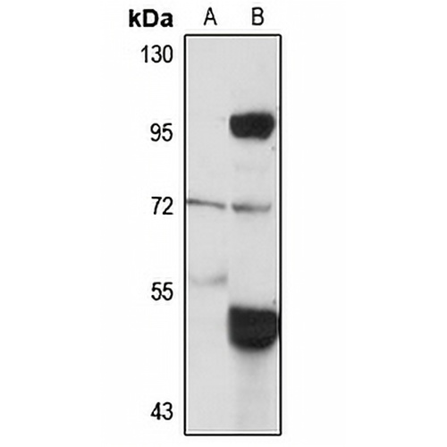 Jaw1 Rabbit Polyclonal Antibody