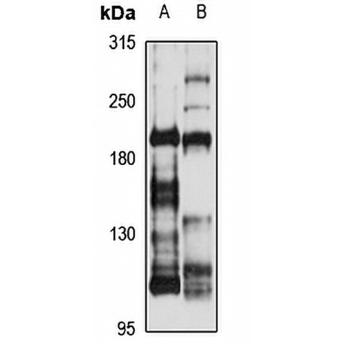 LRP4 Rabbit Polyclonal Antibody