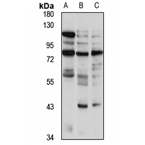 LRRTM4 Rabbit Polyclonal Antibody