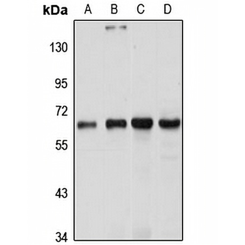 LRWD1 Rabbit Polyclonal Antibody
