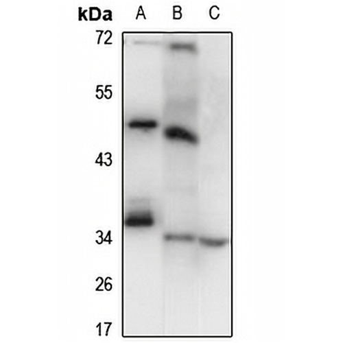 LSAMP Rabbit Polyclonal Antibody