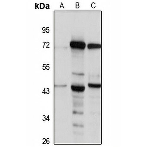 BLT2 Rabbit Polyclonal Antibody