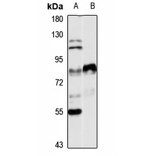 Lactoferrin Rabbit Polyclonal Antibody