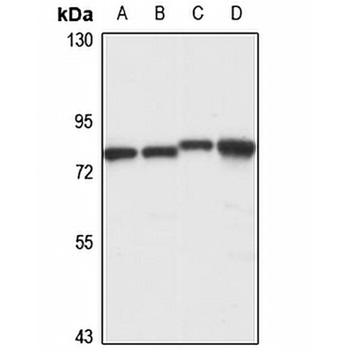 LAPSER1 Rabbit Polyclonal Antibody