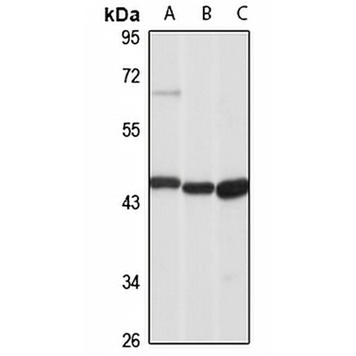 MAdCAM-1 Rabbit Polyclonal Antibody