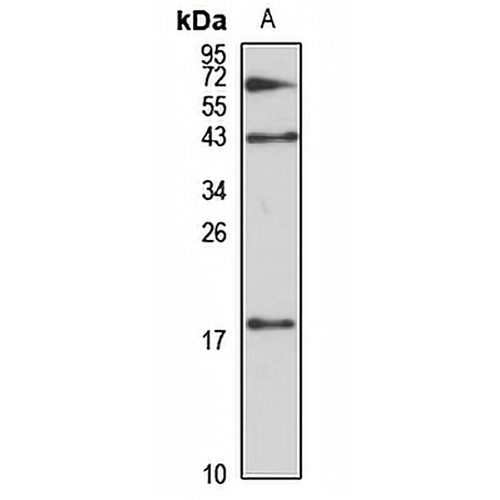 MAFF Rabbit Polyclonal Antibody
