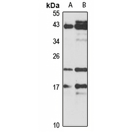 MAFK Rabbit Polyclonal Antibody