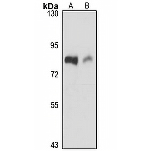 MAN1A2 Rabbit Polyclonal Antibody