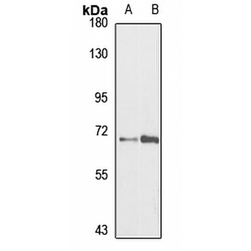 MAN1C1 Rabbit Polyclonal Antibody